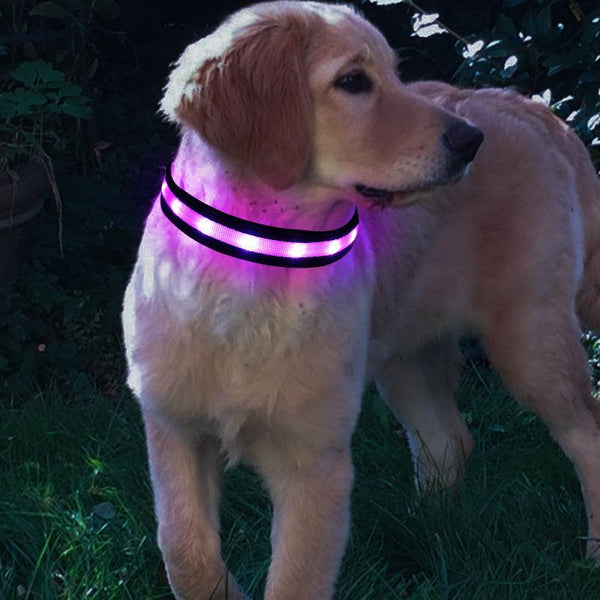 LED Pet Dog Collar,Night Safety Flashing Glow In The Dark Dog Leash,Dogs Luminous Fluorescent Collars Pet Supplies - Shopsteria007